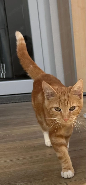 Katze zu verkaufen 