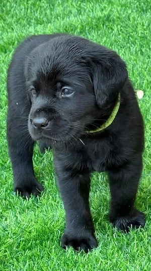 Labrador Retriever Hündin