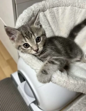 Europäische Kurzhaar Katzenbabys 