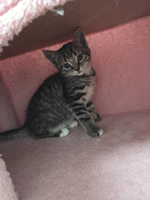 2 Sind noch übrig 8 Wochen alte Katzenbabys ab sofort abzugeben!! Geboren am 17,08,26