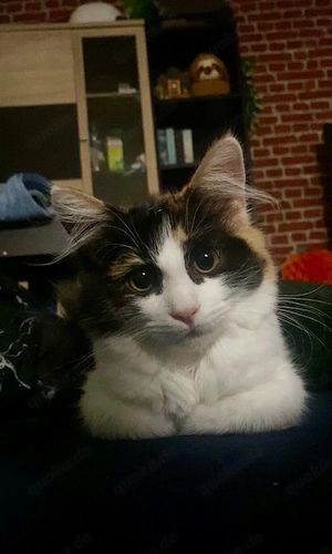 Mix-Waldkatze