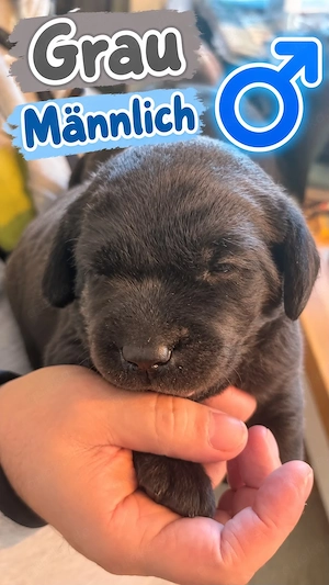 Schwarze Labrador Welpen 