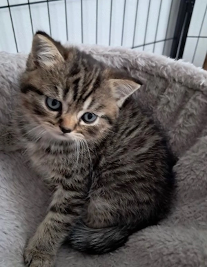 Britisch Kurzhaar Kitten babys 