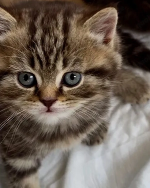 Britisch Kurzhaar Kitten babys 