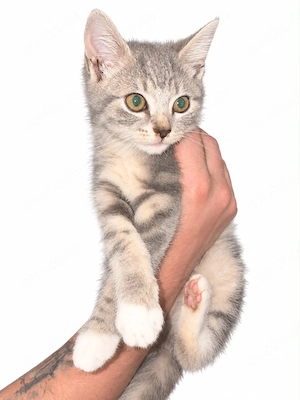 Zuckersüße BKH Mix Kitten Britisch Kurzhaar
