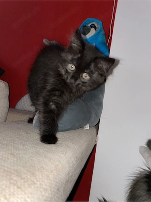 Katzen Kitten 