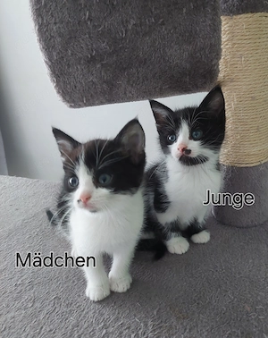 Kitten Kätzchen Katzen Babys 