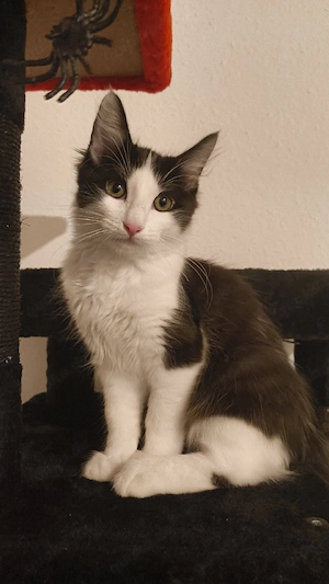 Kitten kater (Türkisch Van mix)