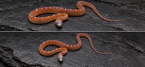 0.1 Scaleless het Palmetto het Amel, Bloodred ph 50% Anery