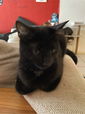 Junge katze names Mini 