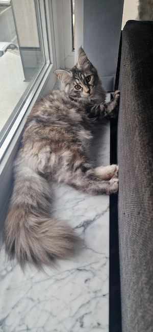 Maine-Coon-Mädchen sucht ihr Zuhause fürs Leben