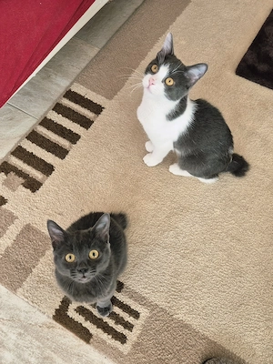 Cleo und Mia   zwei kleine Schnurrwunder suchen ihr Für-Immer-Zuhause