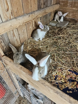Junge Kaninschen im gute Hande Abzugeben