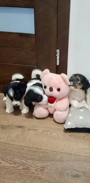 Charmante Jack Russel Terrier-Dackel-Malteser Mix Welpen 