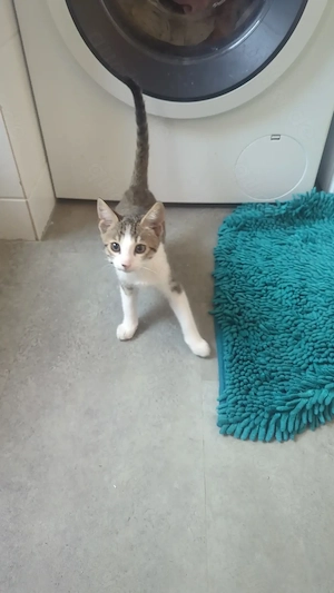 Katzenbabys ab sofort abzugeben