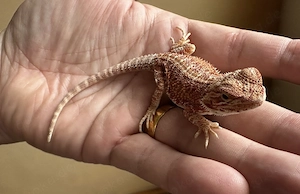 Bartagame Männlich (1.0) aus eigener Nachzucht   sehr gut im Futter