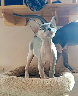 Kanadische Sphynx-Katze (weiblich).