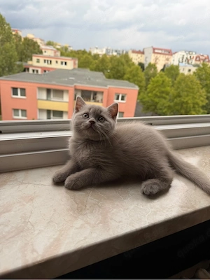 bkh kitte kater lilac 