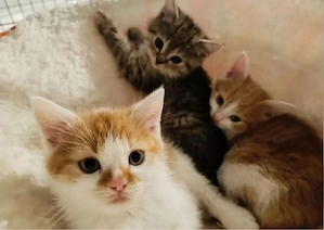 Europäische Kurzhaar Kitten 