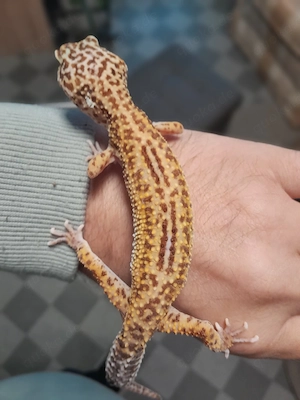Weibliche Leopardgecko Gruppe 