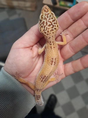 Weibliche Leopardgecko Gruppe 