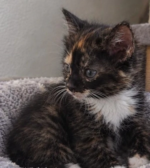 Britisch Kurzhaar Kitten suchen zuhause 