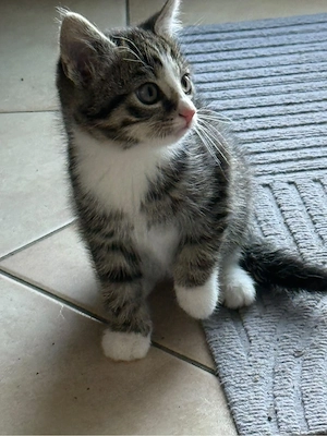 4 kleine Kätzchen abzugeben - Kitten
