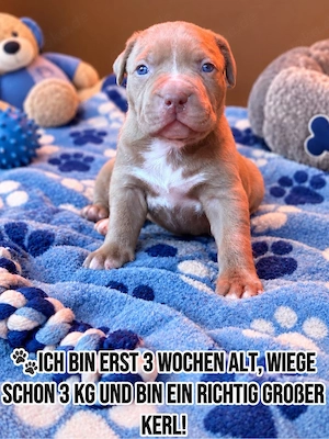 American Bully