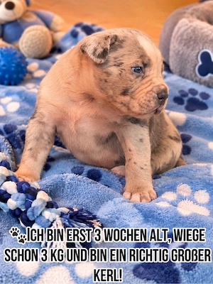 American Bully