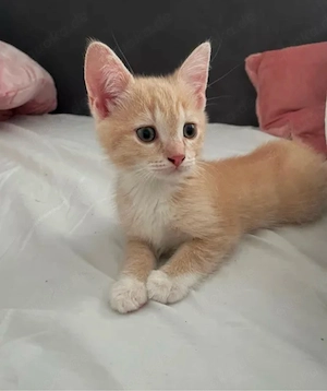 Hauskatze Kitten baby 