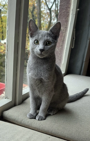 Russisch Blau Kitten 5 Monate