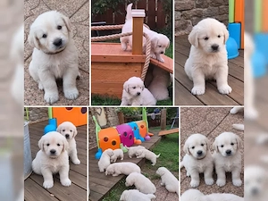 Golden Retriever Welpen abzugeben!