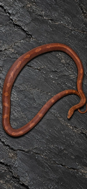 1.1 het Palmetto Scaleless Adult