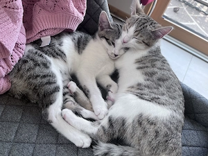 Bengal Mix Kitten zu verkaufen 