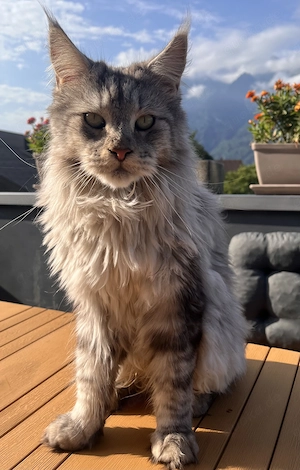 Maine Coon Geschwisterpaar Reinrassig 