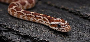 1.0 het Scaleless Palmetto 66% Amel, Bloodred 50% Anery