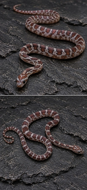 0.1 het Scaleless Palmetto 66% Amel, Bloodred 50% Anery