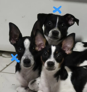 Jack Russell Chihuahua Mix 