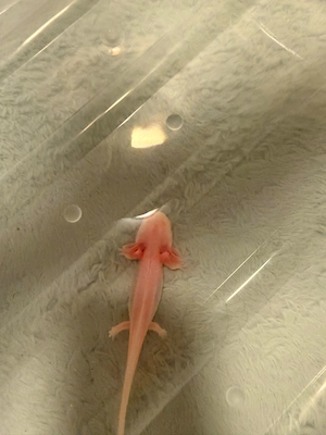 Axolotl abzugeben :)