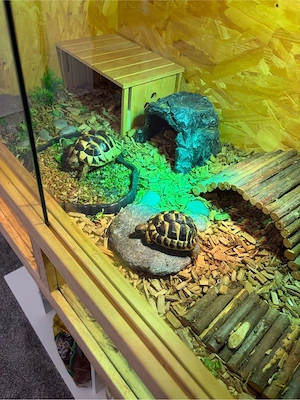 2 griechische Landschildkröten mit Zubehör und Unterschrank