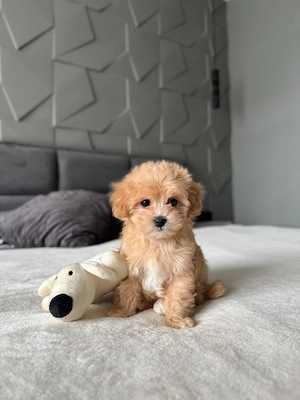 Bezaubernde Maltipoo Welpen   kleine Fellnasen voller Liebe und Lebensfreude