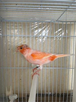 kanarienvogel Rot Mosaik Deutsche Haube Paar