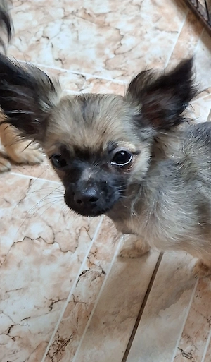Chihuahua welpe