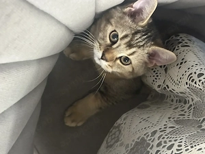 Britische kurzhaar kitten 