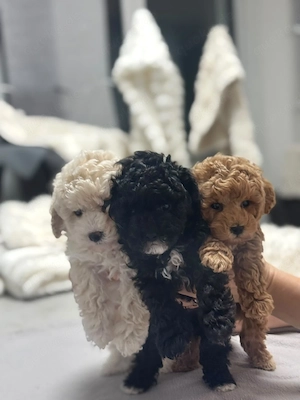 Teacup Toy-Pudel 