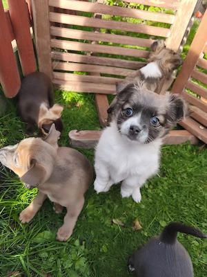 Chihuahua Welpen 