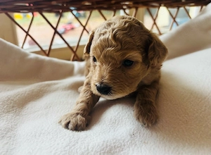 Maltipoo Welpen