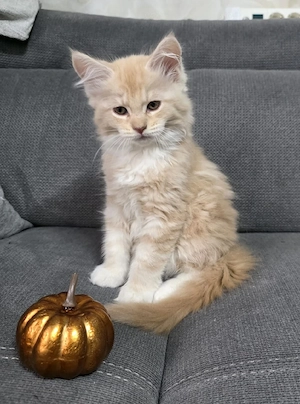 Maincoon kitten XXL