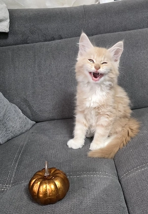 Maincoon kitten XXL