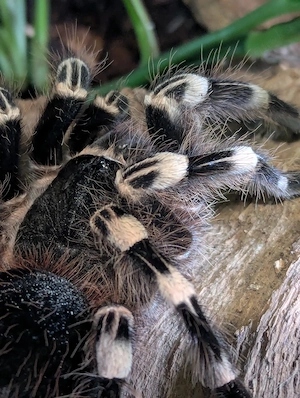 Große 0.1 Acanthoscuria geniculata 
